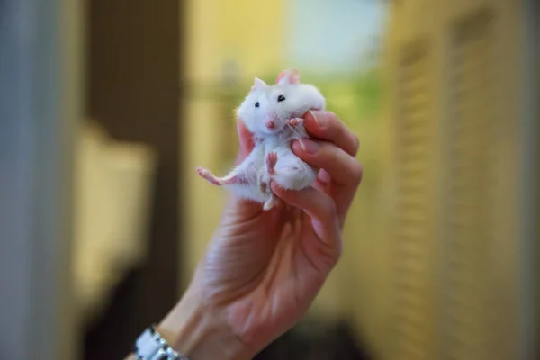 cute exotic female Winter White Dwarf Hamster (Winter White Dwarf, Djungarian, Siberian Hamster) raises front legs up high, surrendering gesture in owner hand. Pet health care, human friend concept.