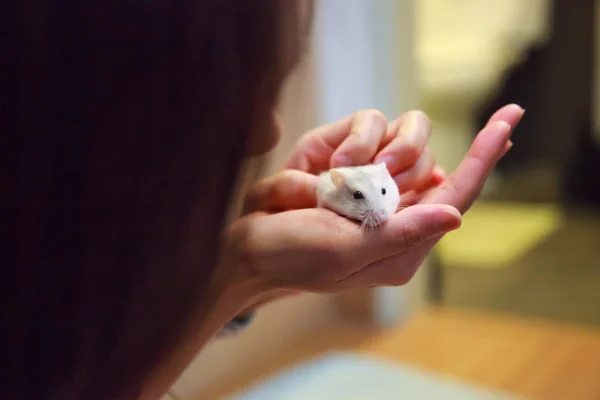 Girl Massages Cute Exotic Female Winter White Dwarf Hamster Palm — Stock Photo, Image