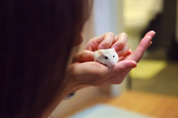 siberian mouse girl siberian mouse girl