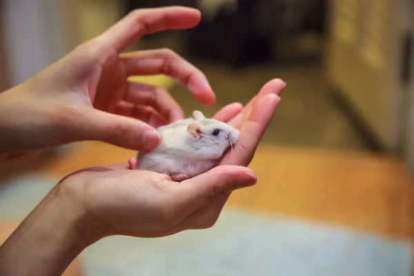 Kız Palm Ellerinde Şirin Egzotik Kadın Kış Beyaz Cüce Hamster — Stok fotoğraf