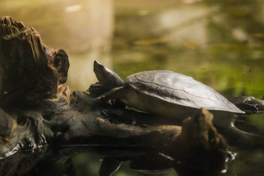 Mangrov Terrapin (nehir terrapin, dev nehir terrapin) olduğunu ekosisteminin kaplumbağa, Asya'nın en büyük tatlı su, brackwater kaplumbağaları. kalkık burun, kabuğu pürüzsüz gri veya siyah, beyazımsı plastron sarı