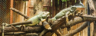 Green iguana (Iguana iguana), also known as American iguana, is a large, arboreal,  lizard. Found in captivity as a pet due to its calm disposition and bright colors. Exotic Pet Care, Wildlife, Animal clipart
