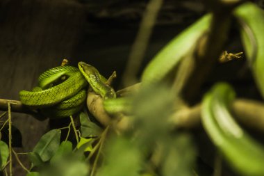 Beyaz dudaklı çukur engerek türüdür zehirli çukur engerek Güneydoğu Asya'ya endemik. Renk desen: sarı, beyaz veya soluk yeşil, çok yukarıda, gözleri altında baş tarafında yeşil baş geri kalanı daha hafif