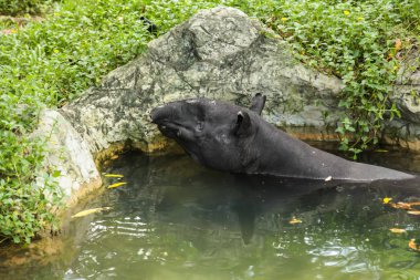 : Tapiri bir büyük, otçul memeli, domuz, kısa, kavrayıcı burun gövde ile yuvarlak, oval beyaz uçlu kulaklar için formda benzer rumps çıkıntılı bir hayvandır. ' Nın cengel ve ormanlık bölgeleri.
