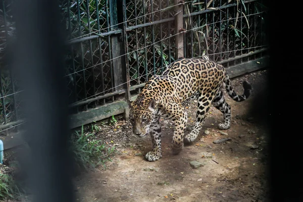Animal in zoo captivity: Jaguar, the biggest cat in the Americas. Solitary, formidable predator animals, muscular body build, deep chest, large head, broad muzzle and strong jaws. Dense forest habitat