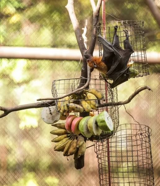 Lyle Flying Fox Fruit Bat Feeds Fruit Zoo Gregarious Roosts — Stock Photo, Image