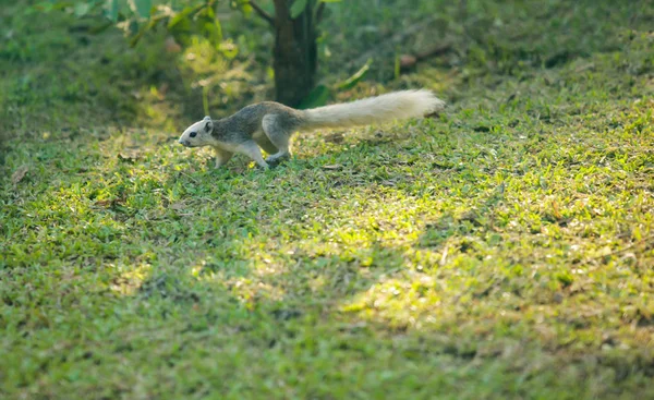 Das Finlayson Eichhörnchen Das Variable Eichhörnchen Ist Ein Südostasien Beheimatetes — Stockfoto