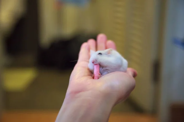 Schattig Exotische Vrouwelijke Winter Witte Dwerg Hamster Winter Witte Dwerg — Stockfoto