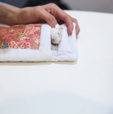Beyaz arka plan ölüm döşeğinde kış beyaz Hamster eğilimi sahibi. Hayvan ölüm, hastalık, evde beslenen hayvan hayat an, gerçek anı, veda, gözyaşları, üzüntü, sempati, dinlenme içinde barış, ayrılık ve güle güle kavramı