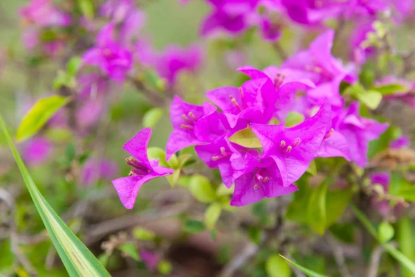 Прекрасний Вид Рожевий Фіолетові Квіти Бугенвіль Колючих Декоративних Лози Кущів — стокове фото