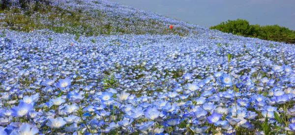 Beautiful colorful Wildflowers background: baby blue eyes flowers (nemophila) field, Hitachi Seaside Park, Ibaraki, Japan. Japanese Natural Attraction, Travel Nature, Tourist Destination concept.