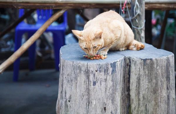 Милые Голодные Апельсиновые Полосатые Кошки Едят Корм Домашних Животных Рынке — стоковое фото