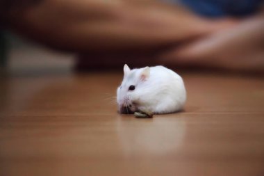Sevimli kadın egzotik kış Beyaz cüce kat zemin üzerine evde beslenen hayvan yemek yeme Hamster. Kış beyaz Hamster kış Beyaz cüce, Djungarian veya Siberian Hamster bilinir. Evde beslenen hayvan sağlık kaygı, dost kavramı