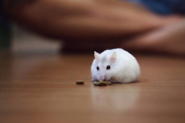 Sevimli kadın egzotik kış Beyaz cüce kat zemin üzerine evde beslenen hayvan yemek yeme Hamster. Kış beyaz Hamster kış Beyaz cüce, Djungarian veya Siberian Hamster bilinir. Evde beslenen hayvan sağlık kaygı, dost kavramı