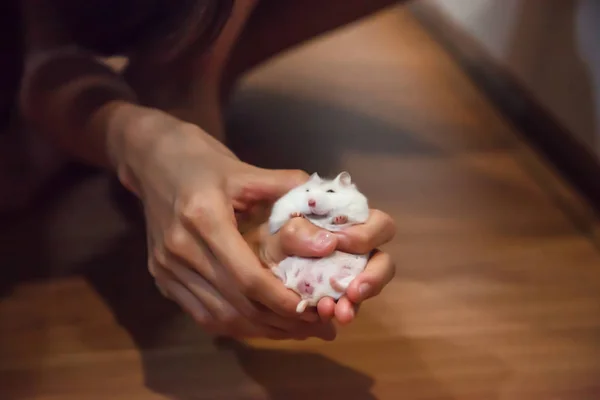 Schattig Vrouwelijke Exotische Winter Witte Dwerg Hamster Ligt Comfortabel Eigenaar — Stockfoto