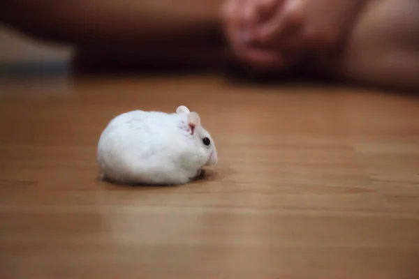 Schattig Vrouwelijke Exotische Winter Witte Dwerg Hamster Eten Van Voedsel — Stockfoto