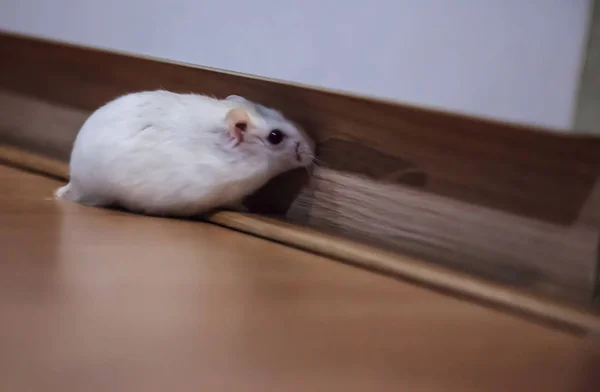 Cute Female Exotic Winter White Dwarf Hamster Sniffing Things Out — Stock Photo, Image