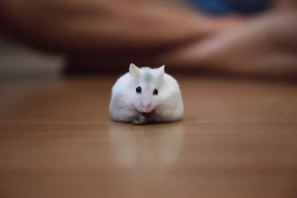 Cute Female Exotic Winter White Dwarf Hamster eating pet food on floor background. Winter White Hamster is known as Winter White Dwarf, Djungarian or Siberian Hamster. Pet health care, Friend concept