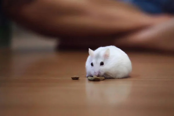 かわいい女性エキゾチックな冬白色矮星ハムスターの床の背景にペットフードを食べるします ウインター ホワイト ハムスターは冬の白色矮星 ジャンガリアンまたはシベリア ハムスターと呼ばれます ペットの健康管理 友人コンセプト — ストック写真