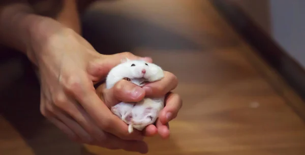 Cute Female Exotic Winter White Dwarf Hamster lying comfortably in owner both hands. Winter White Hamster is known as Winter White Dwarf, Djungarian or Siberian Hamster. Pet healthcare, Friend concept
