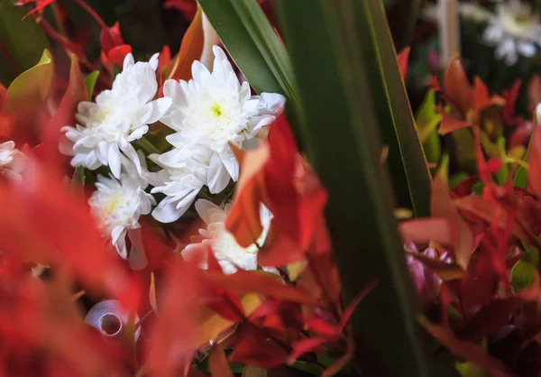 Білий Природним Квітучий Хризантема Декоративних Квітковий Букет Улаштування Квітки Ваза — стокове фото