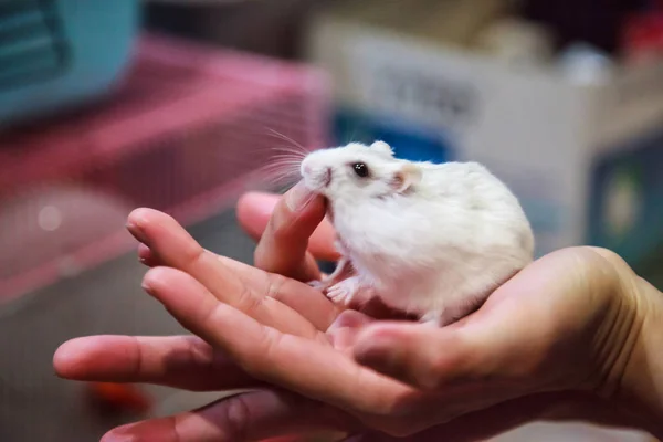 Schattig Hongerig Vrouwelijke Winter Witte Dwerg Hamster Winter Witte Dwerg — Stockfoto