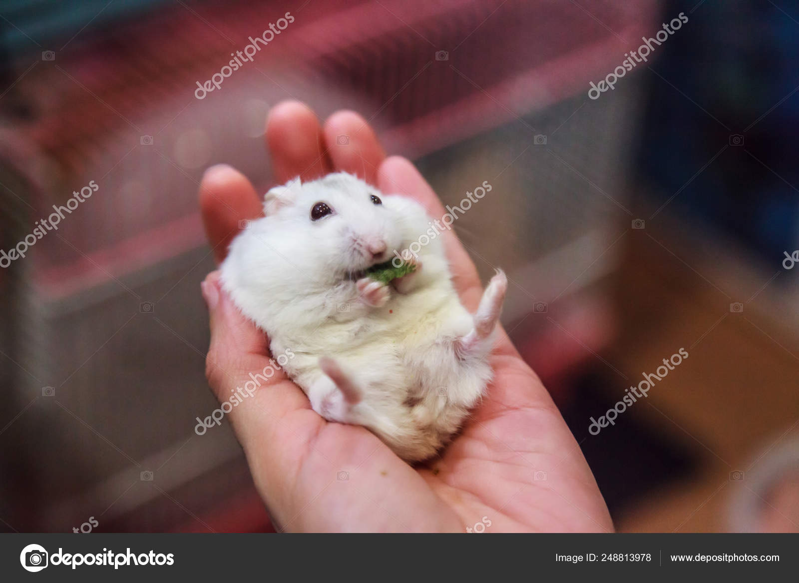 dwarf djungarian hamster