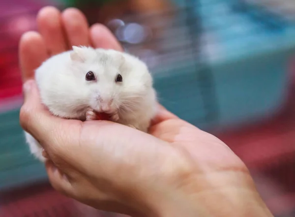 Aranyos Éhes Női Téli Fehér Törpe Hörcsög Téli Fehér Törpe — Stock Fotó