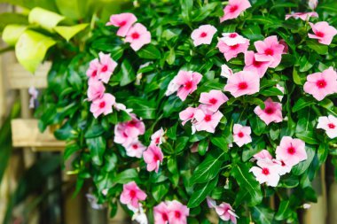 Pembe Cezayir menekşesi (deniz salyangozu) çiçeklenme Evergreen süs bitki daire beş petaled çiçek ve parlak yeşil yaprakları ile bazı alkaloidler Tıpta kullanılan içerir. Bahçe, doğa, doğal çiçek kavramı