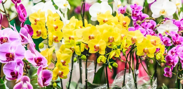 Асорті Свіжі Барвисті Квіти Орхідеї Фону Квіткова Композиція Шпалери Тлі — стокове фото