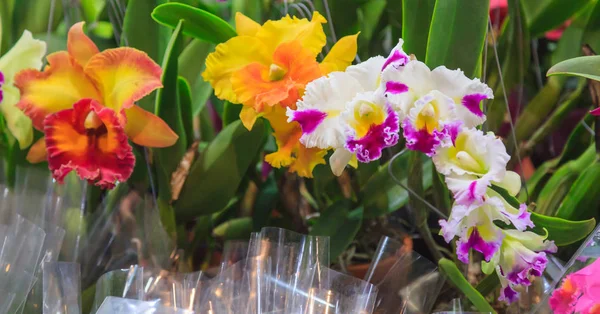 Асорті Свіжі Барвисті Квіти Орхідеї Фону Квіткова Композиція Шпалери Тлі — стокове фото
