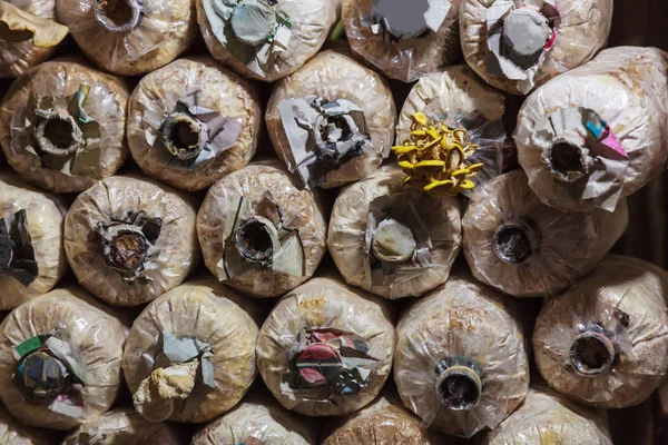 Yetiştirme ve mantar mantar Gıda Tarım hasat. Büyüyen teknikleri gerektiren sağ kombinasyonu nem, sıcaklık, substrat (büyüme orta) ve inoculum (spawn veya starter kültür)