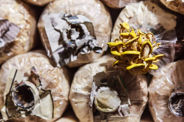 Yetiştirme ve mantar mantar Gıda Tarım hasat. Büyüyen teknikleri gerektiren sağ kombinasyonu nem, sıcaklık, substrat (büyüme orta) ve inoculum (spawn veya starter kültür)