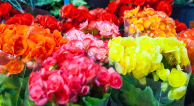 Gloxinia, taze doğal büyüyen renkli houseplant çiçek arka plan, çiçeklenme kapalı dekoratif veya süs çiçek yetiştiriliyor. Doğa, bahçecilik, Bahçe, ev dekorasyon ve iç kavramı