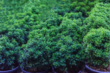 Genç yeşil cüce bonsai ağaçlar ve çalılar süs Bahçe için tencere. Bahçecilik, Houseplant, dış dekorasyon, peyzaj, doğal arka plan, tarım, hobi ve açık ev tasarım konsepti