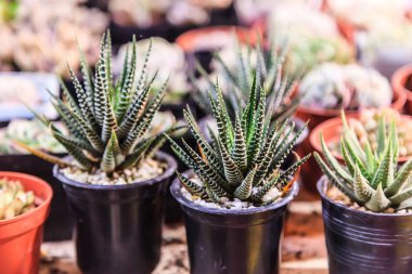 Çeşitli Haworthia Fasciata (Zebra kaktüs, Pearl ve Star pencere bitki) ve farklı tencere etli bitki topluluğu. Saksı kaktüs houseplants Bahçe Pazar tezgahları ahşap kahverengi rafta.