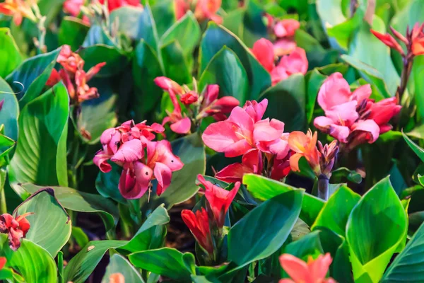 Свіжі Квітучі Рослини Олеандр Nerium Olander Красивими Квітучими Рожевими Квітами — стокове фото