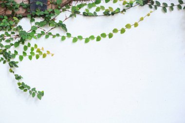 İncir (sürünen incir, Ficus pumila) tırmanma, odunsu evergreen vine, bahçeleri ve nerede yere kapsar ve ağaçlar ve duvarları yukarı tırmanıyor manzara kullanılan sürünen veya vining alışkanlığı vardır. Yeşillik, bahçecilik