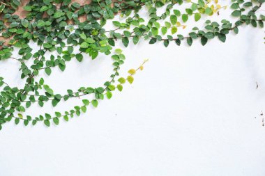 İncir (sürünen incir, Ficus pumila) tırmanma, odunsu evergreen vine, bahçeleri ve nerede yere kapsar ve ağaçlar ve duvarları yukarı tırmanıyor manzara kullanılan sürünen veya vining alışkanlığı vardır. Yeşillik, bahçecilik