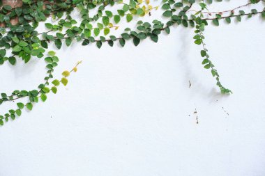 İncir (sürünen incir, Ficus pumila) tırmanma, odunsu evergreen vine, bahçeleri ve nerede yere kapsar ve ağaçlar ve duvarları yukarı tırmanıyor manzara kullanılan sürünen veya vining alışkanlığı vardır. Yeşillik, bahçecilik