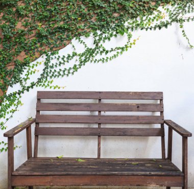 Beyaz duvar ahşap Bank incir (sürünen incir, Ficus pumila) yaprakları tırmanma ile kaplı. Süs Bahçe, peyzaj mimarisi. Yeşillik, Bahçe, ev dekorasyon, dış cephe ve yaşam kavramı