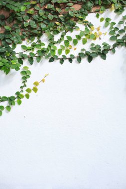 İncir (sürünen incir, Ficus pumila) tırmanma, odunsu evergreen vine, bahçeleri ve nerede yere kapsar ve ağaçlar ve duvarları yukarı tırmanıyor manzara kullanılan sürünen veya vining alışkanlığı vardır. Yeşillik, bahçecilik