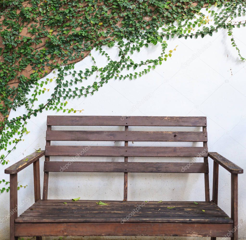Wooden Bench on white wall covered with Climbing fig (creeping fig, Ficus pumila) leaves. Ornamental Garden, Landscaping Architecture. Foliage, Gardening, Home Decoration, Exterior and Living concept