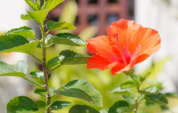 Свіжий Квітучий Помаранчевий Колір Гібіскус Рожевий Мальвіт Квітка Культивується Зовнішні — стокове фото
