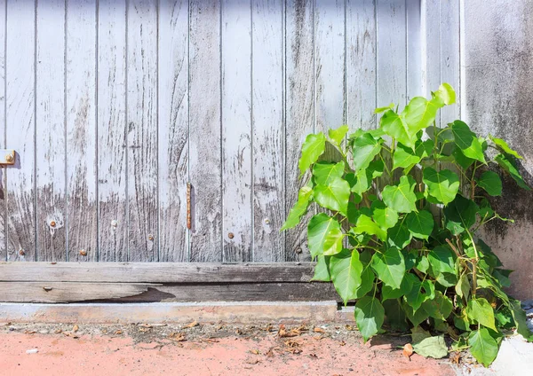 Oude Leeftijd Witte Kleur Geschilderd Ruwe Houten Paneel Van Bestuur — Stockfoto