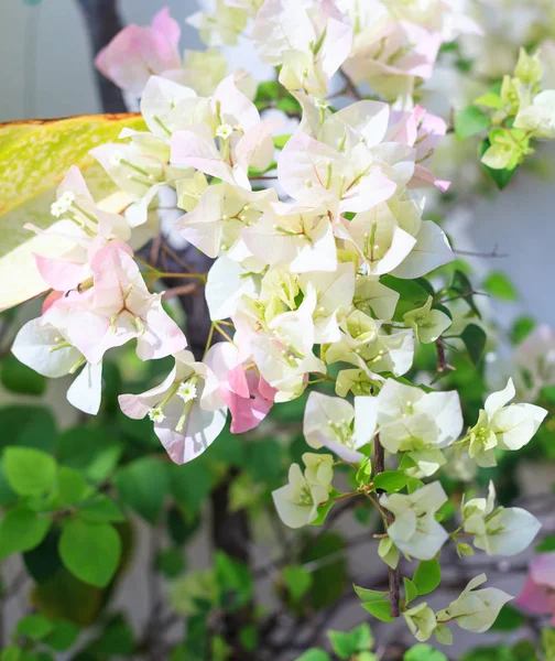 Прекрасний Вид Білого Кольору Бугенвіля Квіти Колючих Декоративних Лози Кущів — стокове фото