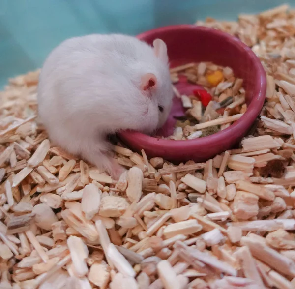 White Cute Lively Furry Exotic Winter White Dwarf Hamster Стоящий — стоковое фото