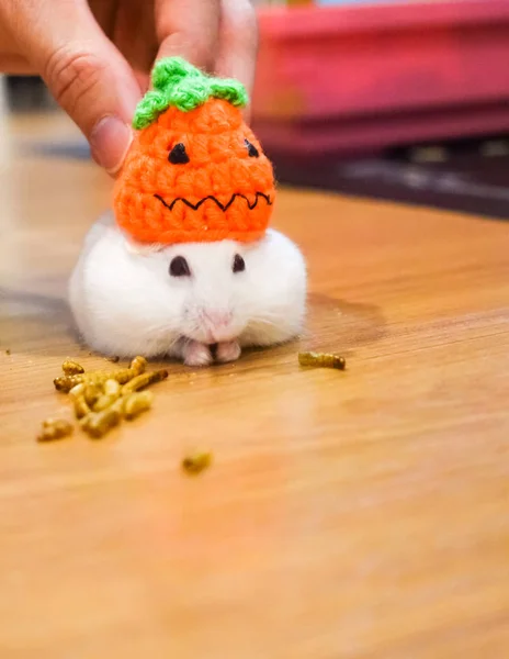 Niedlichen Weißen Winter Weißen Hamster Haus Haustier Tragen Halloween Strick — Stockfoto
