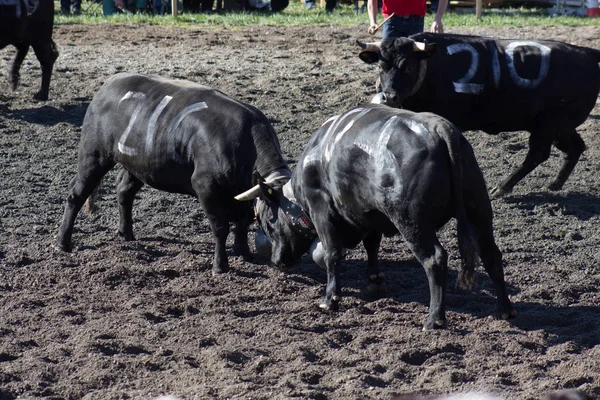 Festival Tipic Switzerland Famales Bulls Fight — Stock Photo, Image