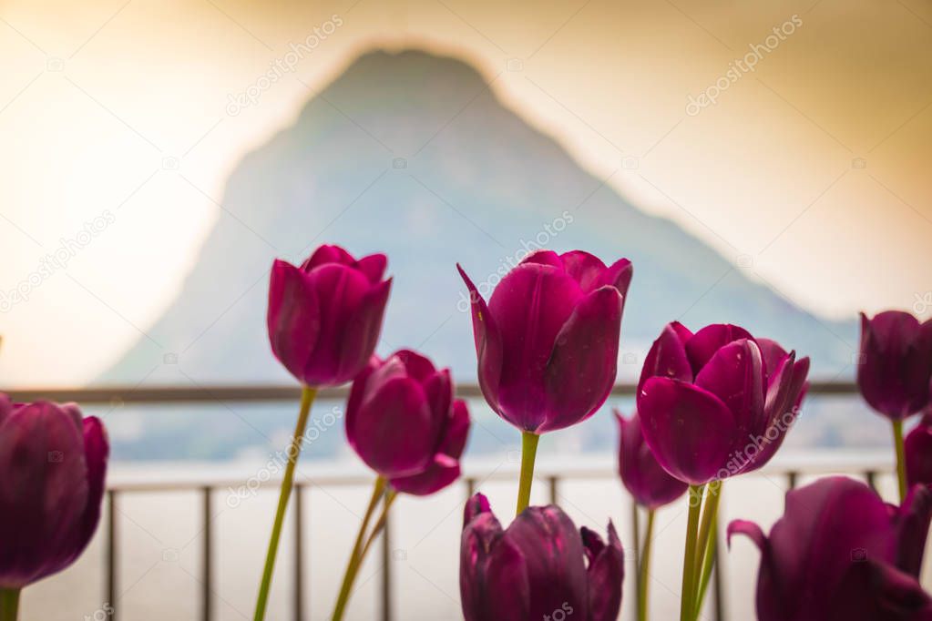 Colors of Lugano´s tulip